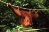 Orangutan at Sepilok Rehabilitation Centre